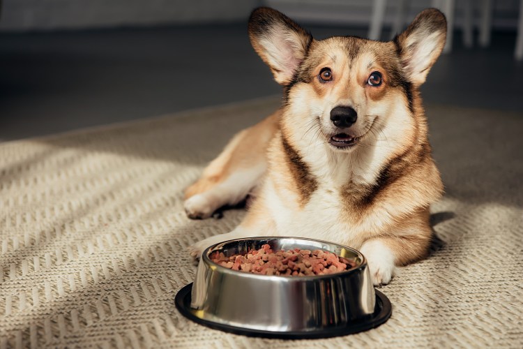 Картины щенков Джим Ламб