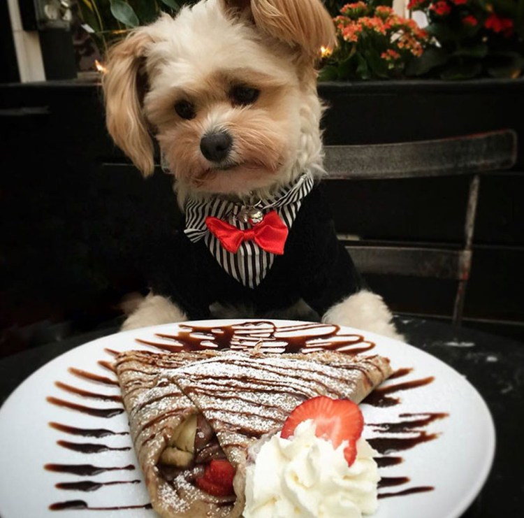 Собака ест колбасу