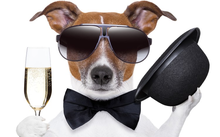 Собака с громкоговорителем