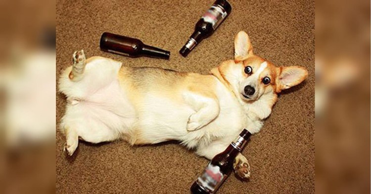 Корм для вельш корги