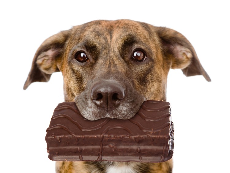 Франс Снейдерс 1579