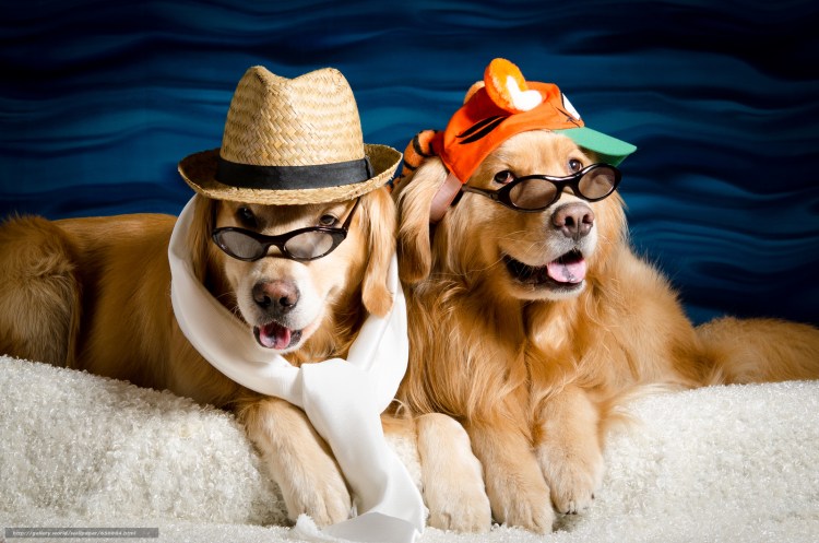 Собака в ресторане