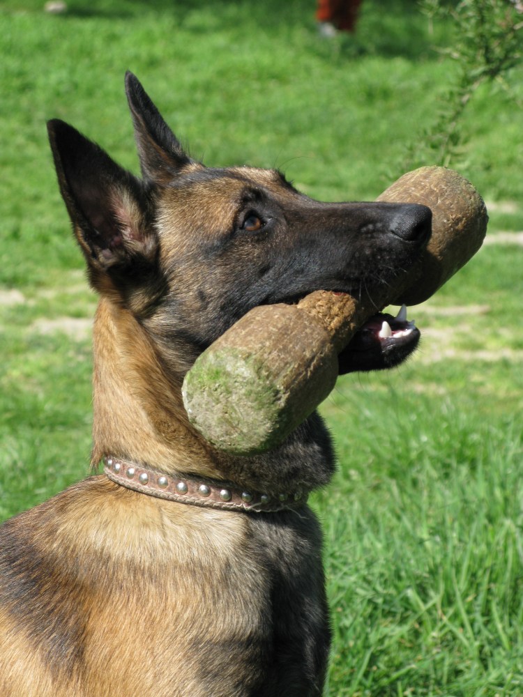 Собака дьявола