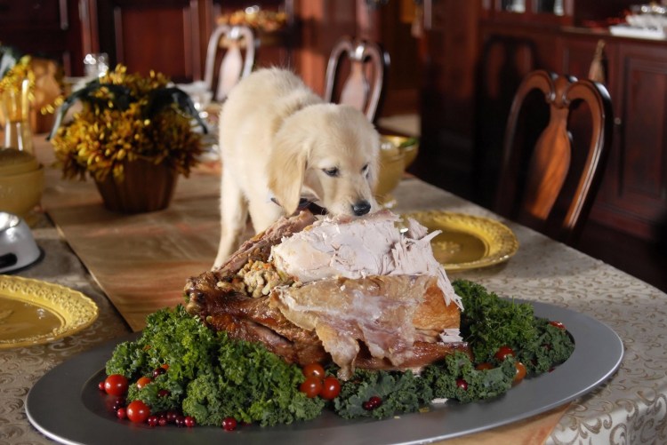 Собака с бутылкой пива