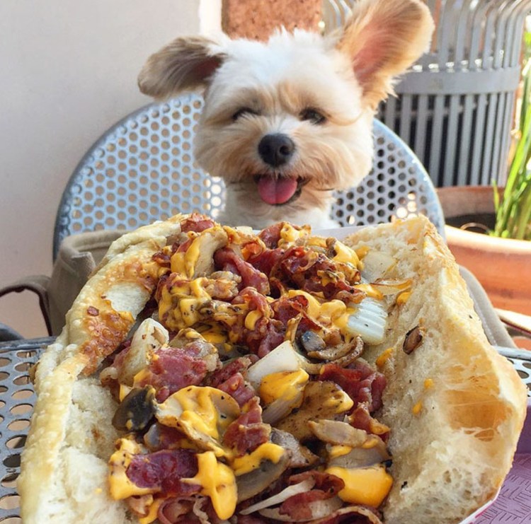 Красивые собаки смешные