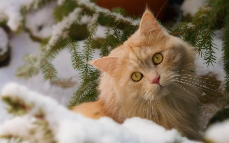 Зимние коты