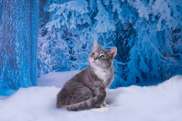 Зимние котики