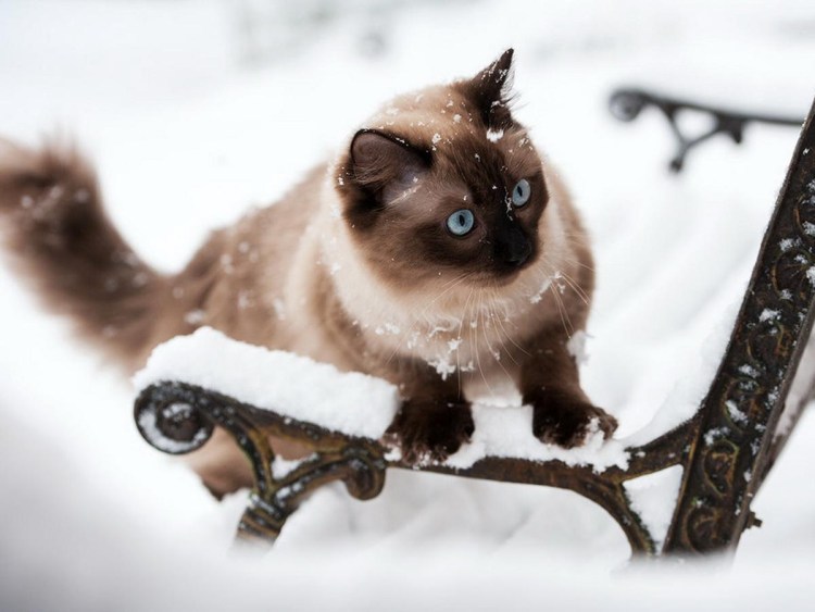 Котята зима