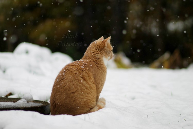 Кот в снегу
