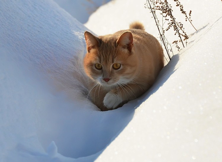 Мартовские котики