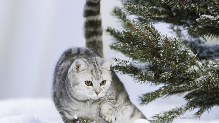 Новогодние коты