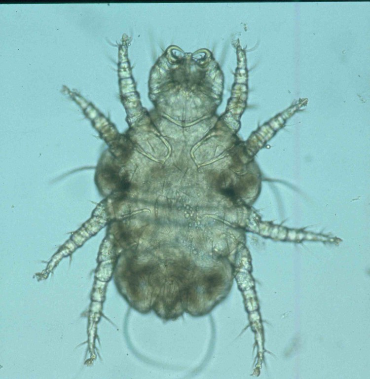 Кожные паразиты (власоеды),