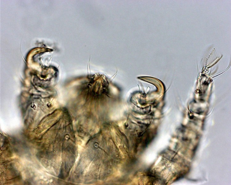 Атопический блошиный дерматит