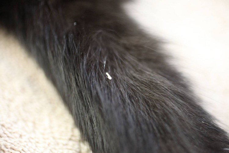 Чесоточный клещ под микроскопом