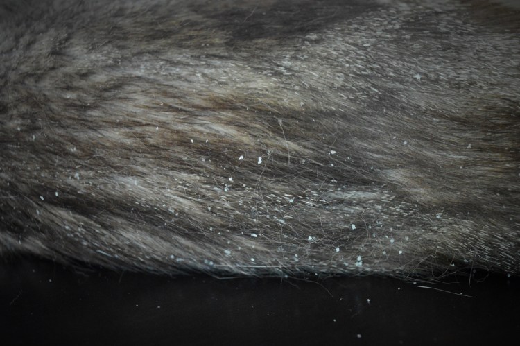 Клещ хейлетиелла перхоть