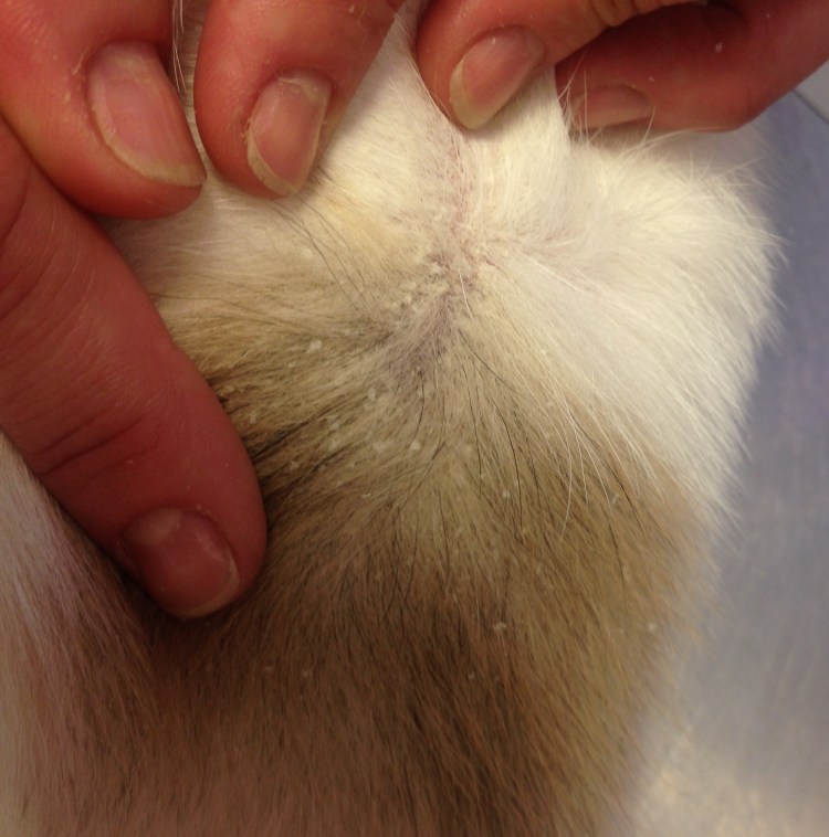 Себорейный дерматит у кошек