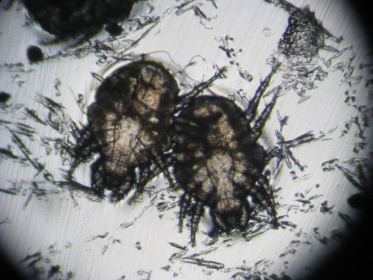 Клещ хейлетиелла перхоть