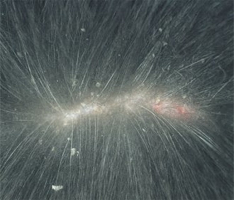 Болячки на голове у собаки