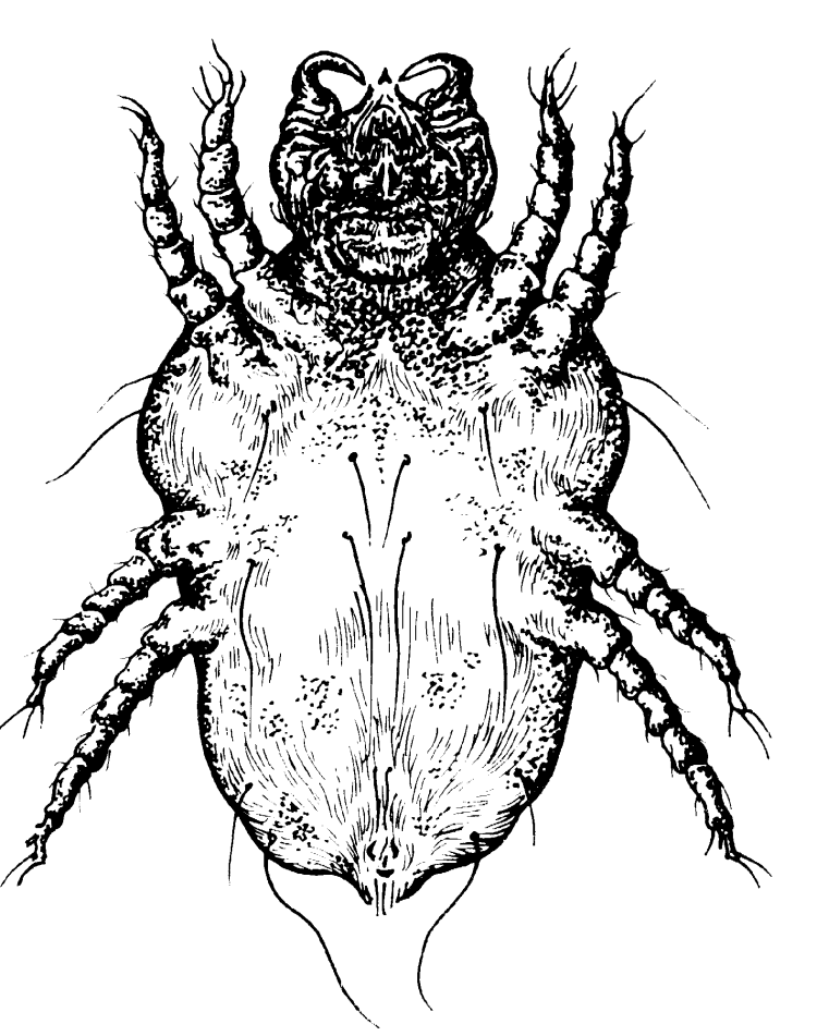 Яйца саркоптоз под микроскопом