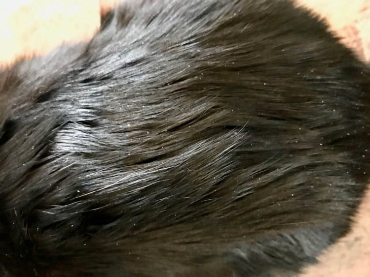 Железница (клещ демодекс