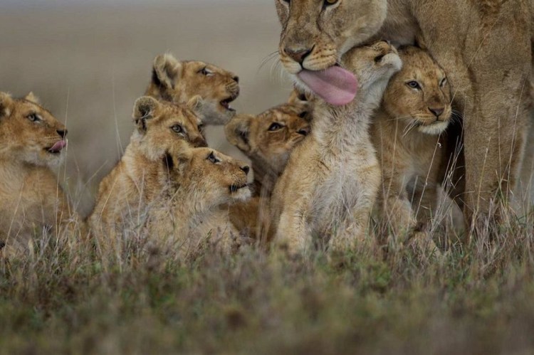 Прайд это львиная семья