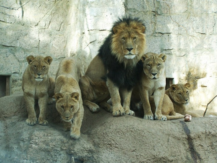 Популяция Львов