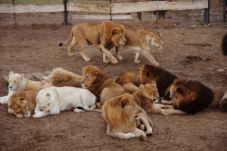Прайд Львов в Масаи Мара