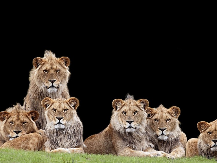 Семейство Львов Прайд