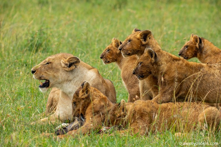 Прайд Львов в Масаи Мара