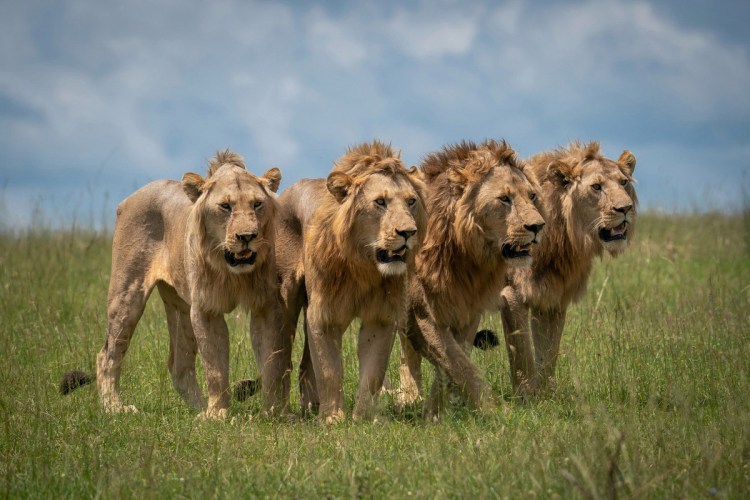 Национальный парк Серенгети стая Львов
