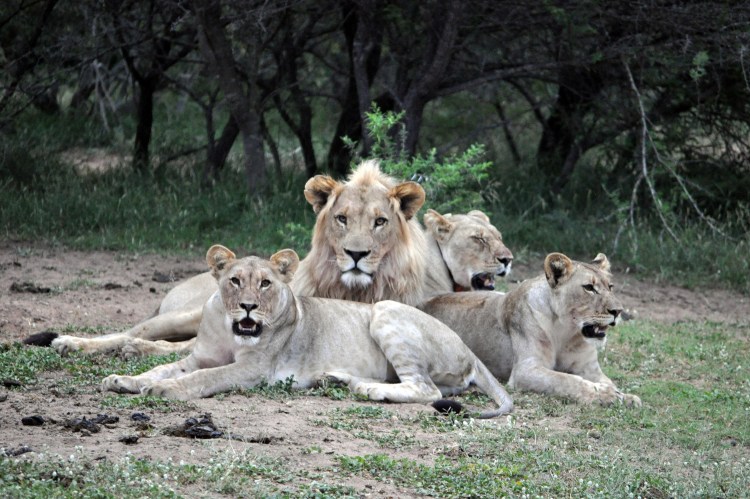 Прайд Львов семья