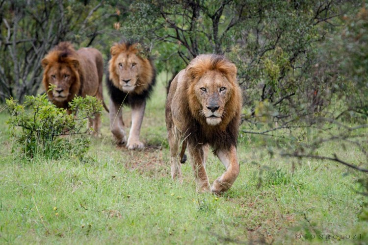 Львята в прайде