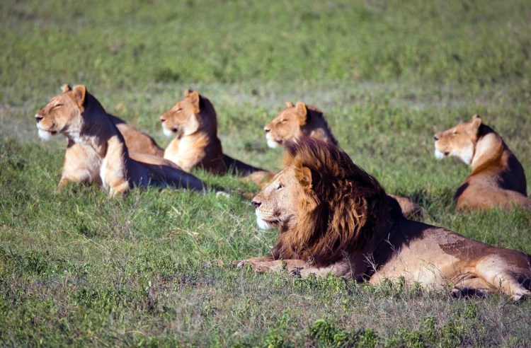Прайд Львов семья