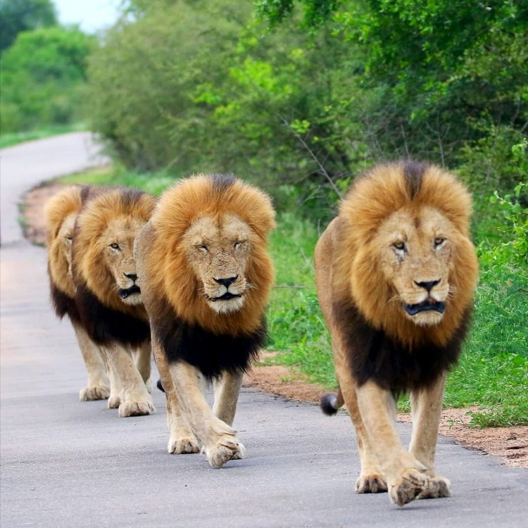 Национальный парк Серенгети львы
