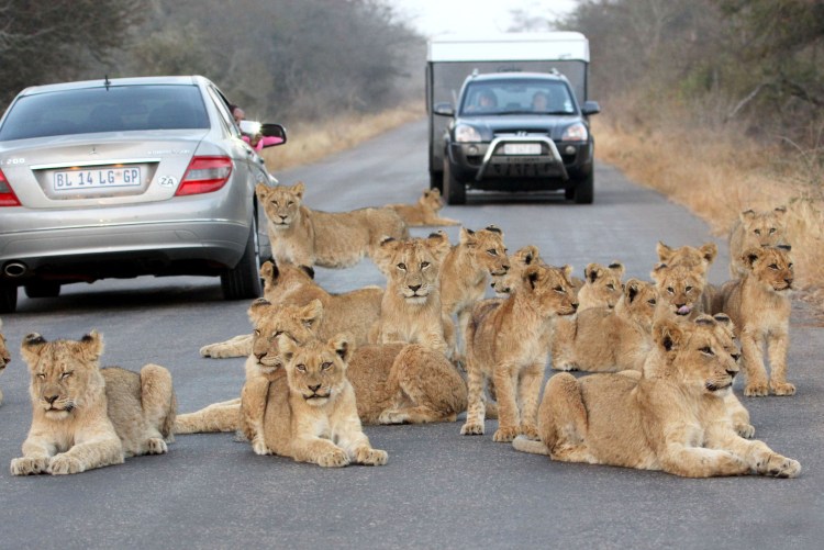 Саванна Прайд Львов
