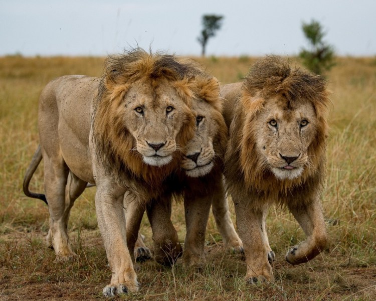 Масаи-Мара Кения львы