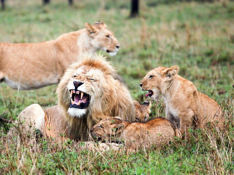 Прайд Львов в Африке