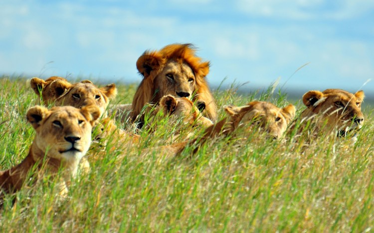 Львиный Прайд