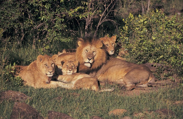 Львиный Прайд