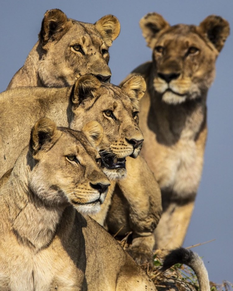 Львиный Прайд