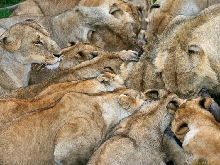 Львята в прайде