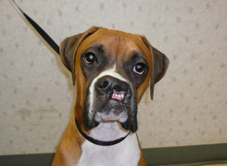 Волчья пасть у французского бульдога