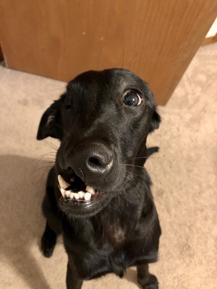 Пятнистый собачий язык