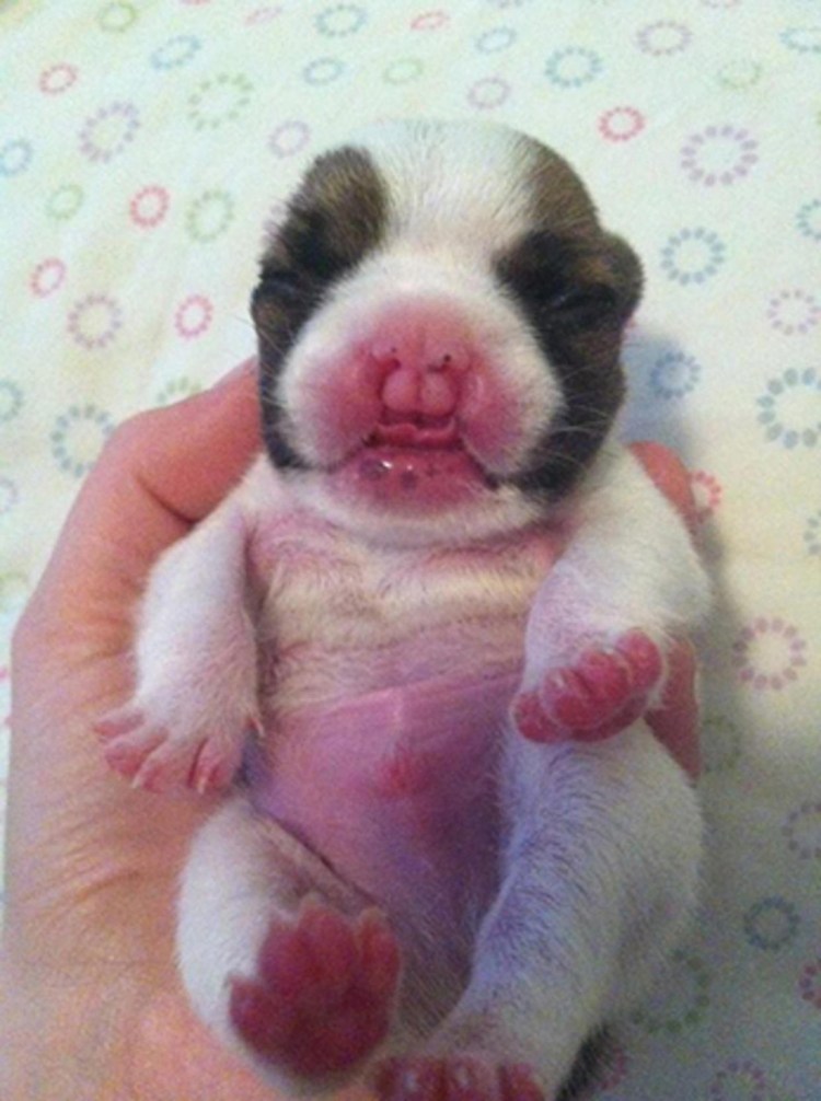 Гидроцефалия у чихуахуа