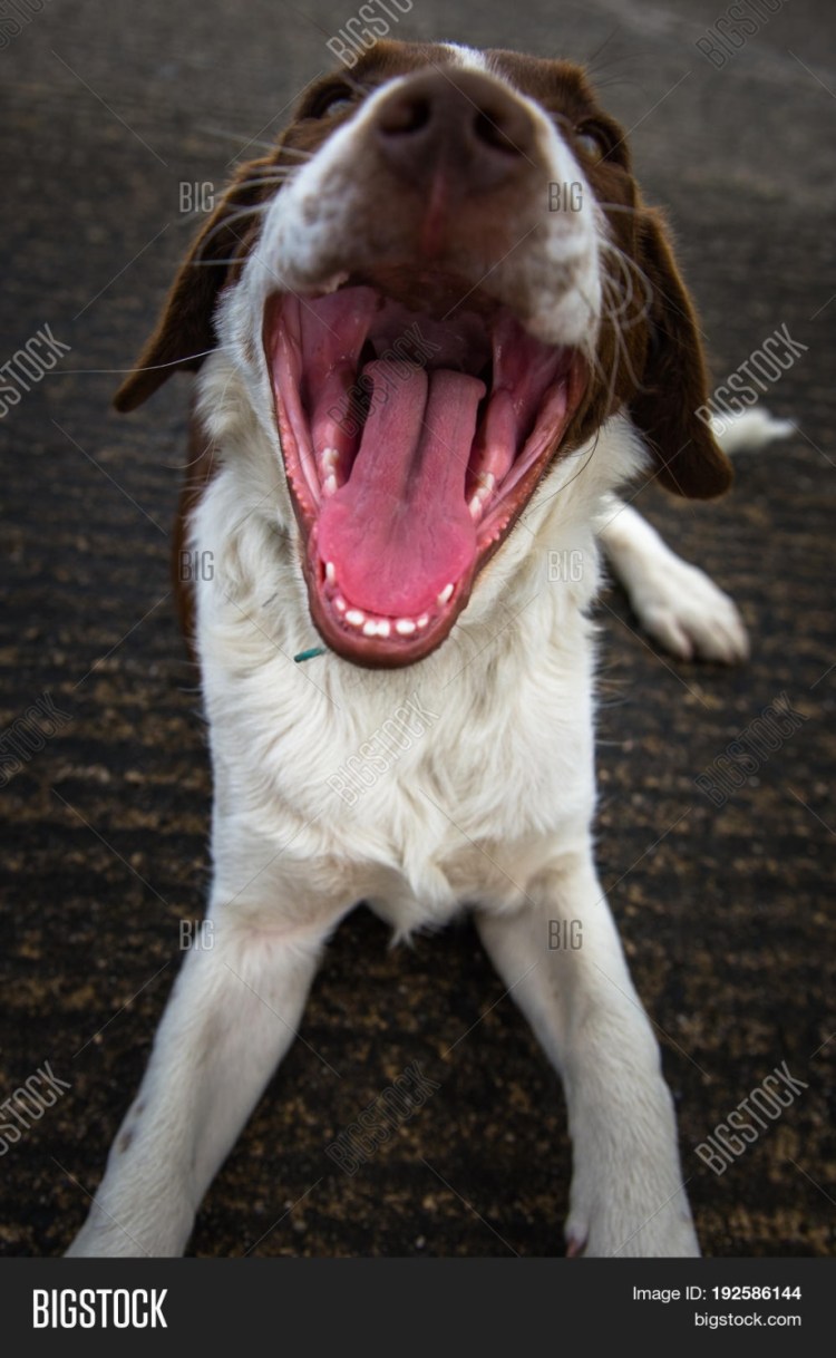 Носы животных