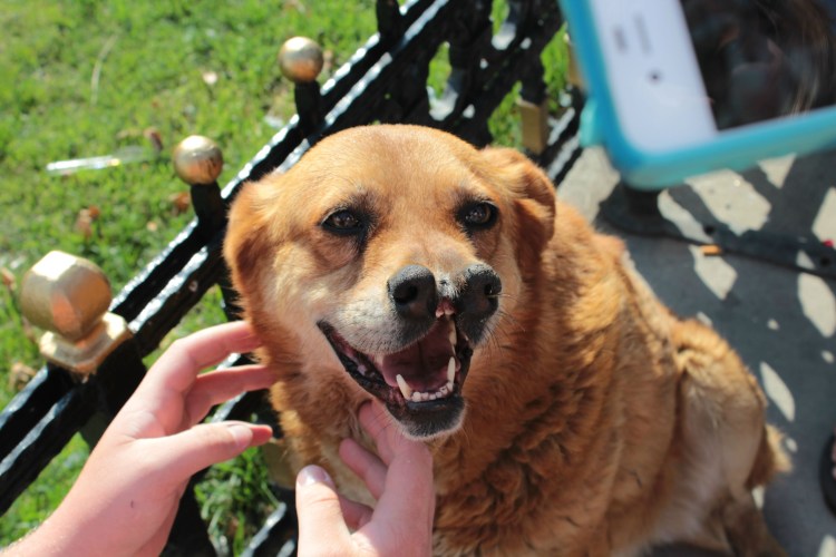 Небесная собака