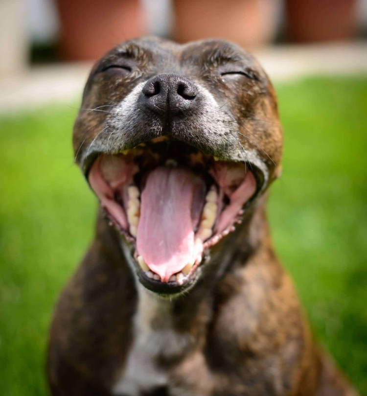 Собаки рождаются с зубами