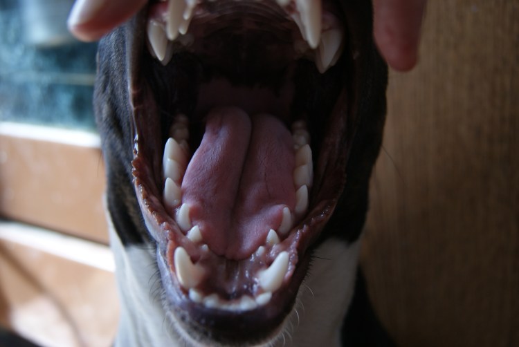 Собака с открытым ртом