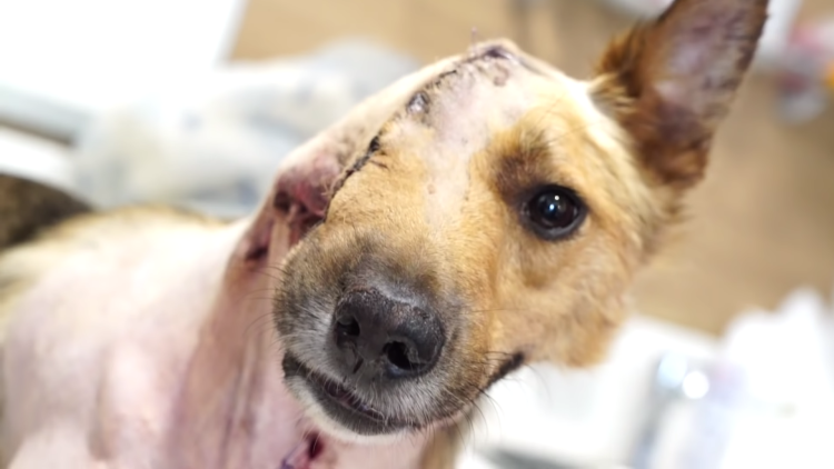 Собака.с.высунытым яжык