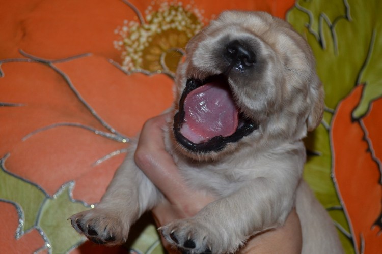 Собачки на небе